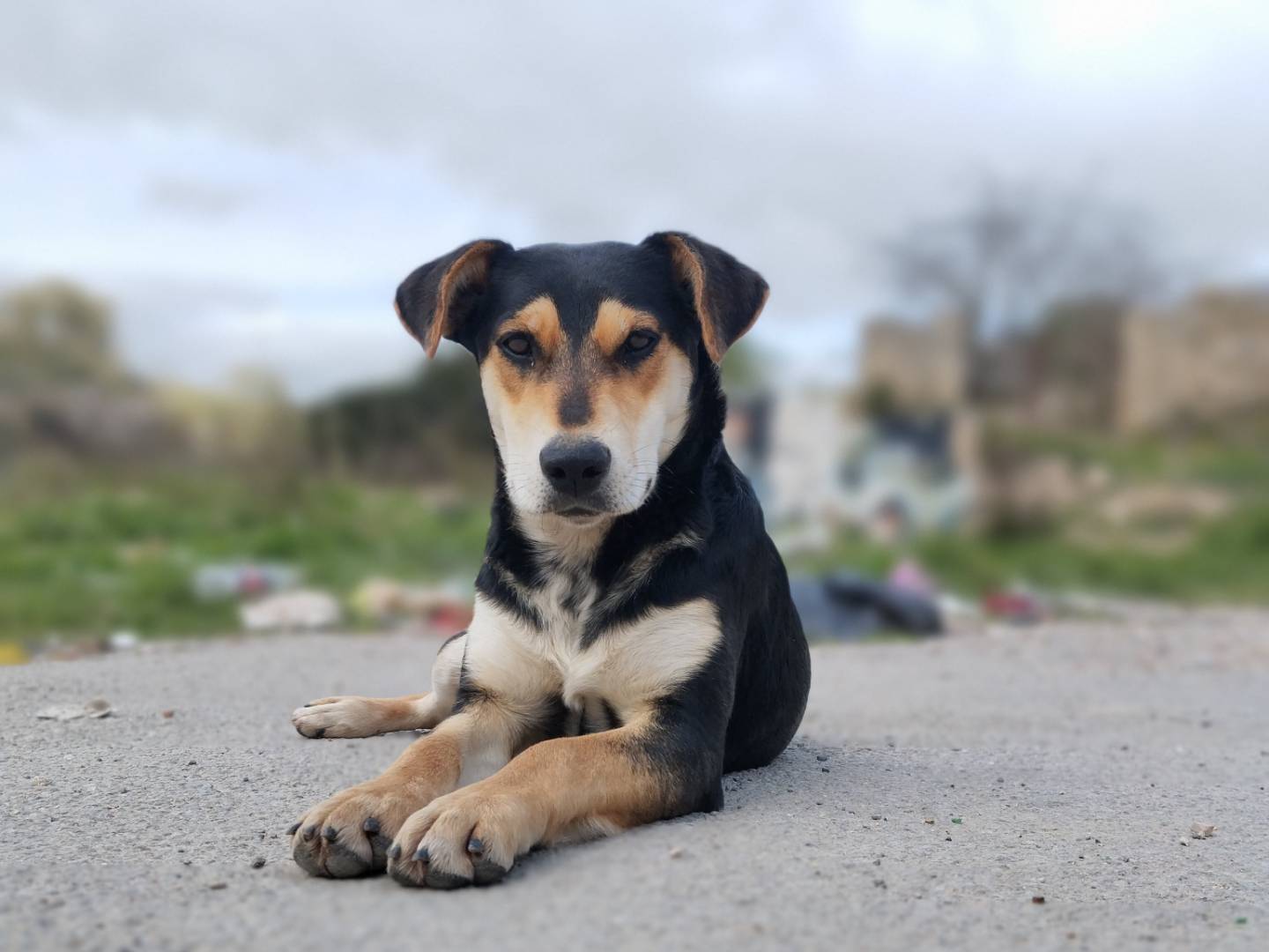 Adotta un cane, femmina, 2 anni e 9 mesi, Catania