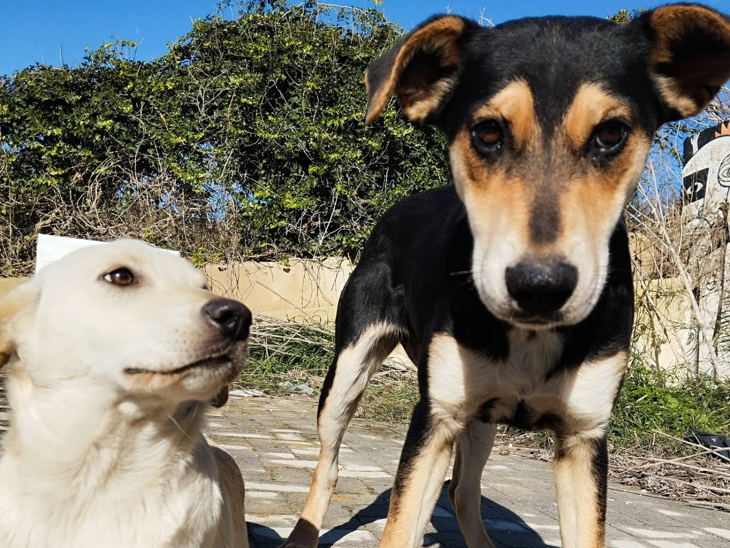 Adotta un cane, taglia media, femmina, Catania