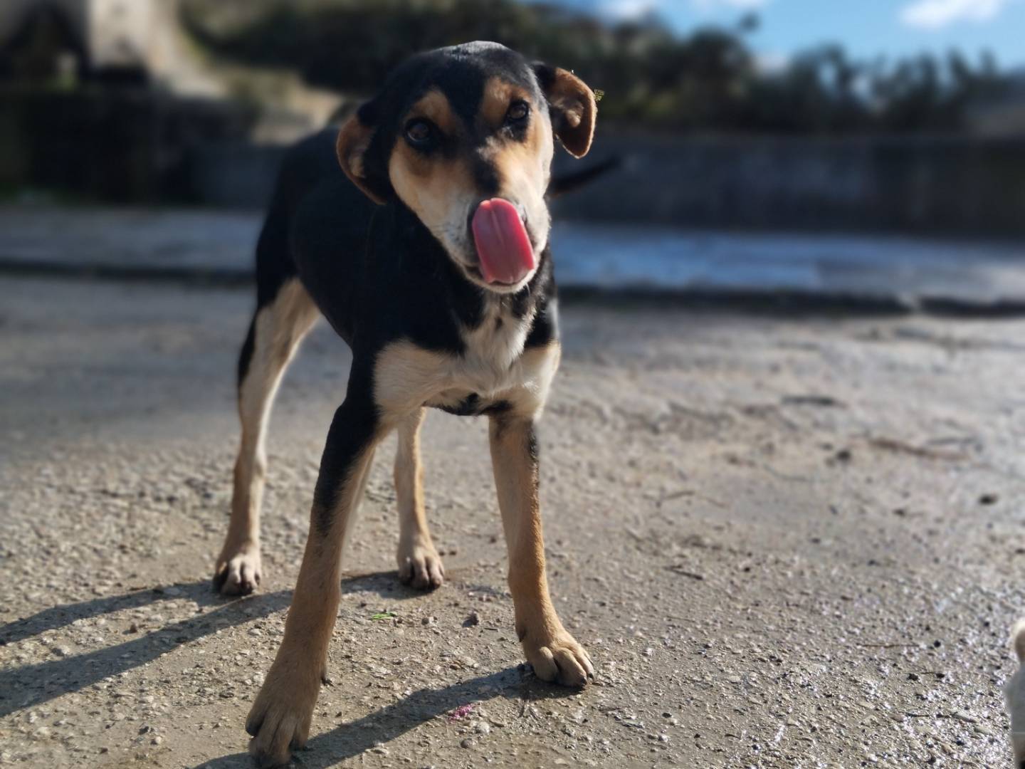 Vuoi adottare un cane a Catania?