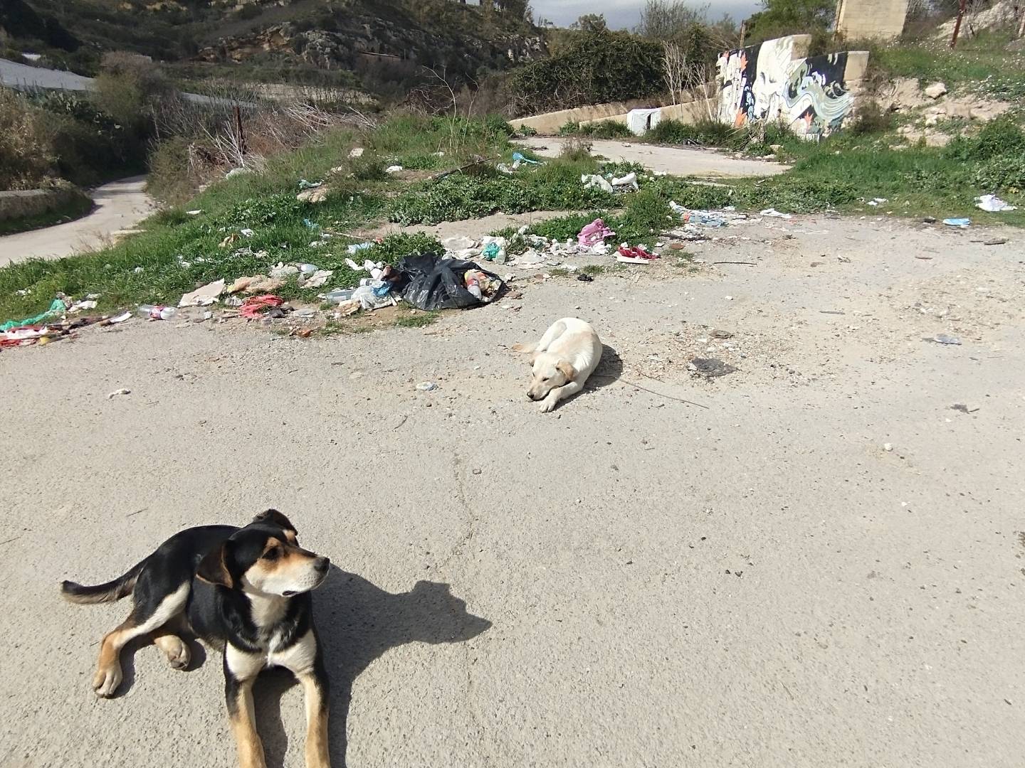Adotta il cane Demetra a Catania