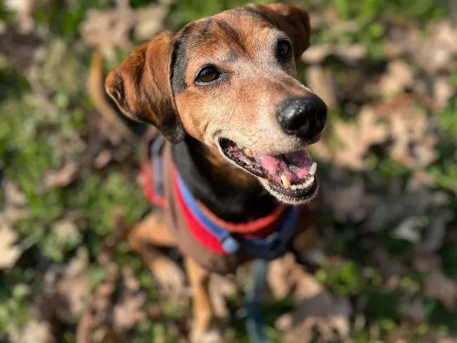 Adozione cane, maschio, meticcio, 11 anni e 11 mesi, taglia media contenuta, Milano