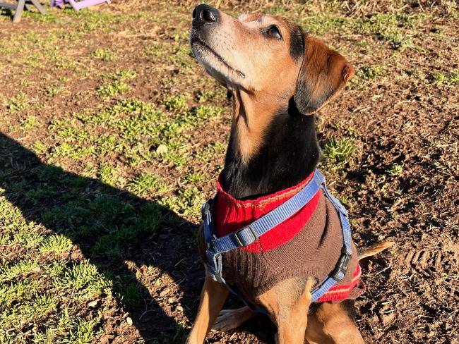 Adotta un cane, maschio, 11 anni e 11 mesi, Milano