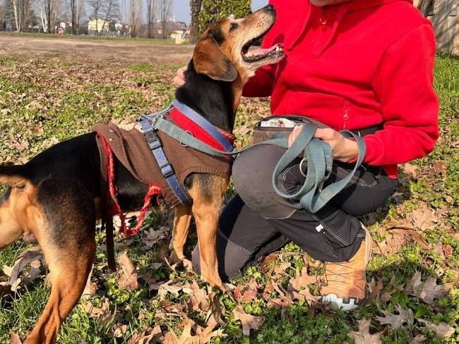 Vuoi adottare un cane a Milano?