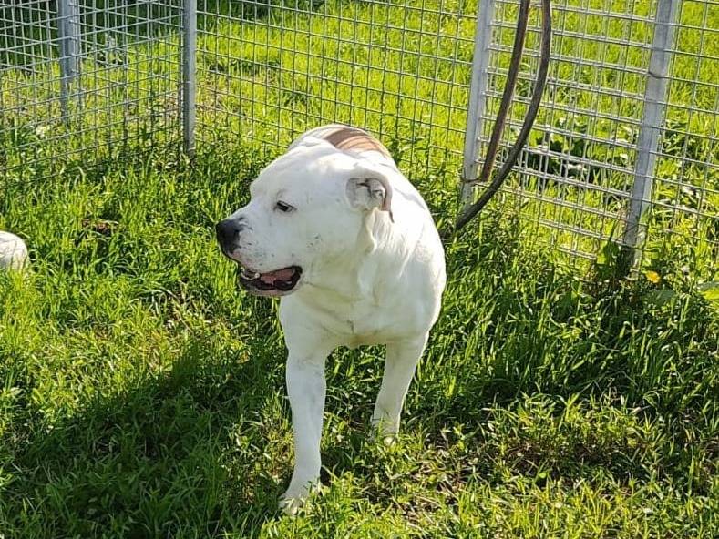 Adotta un cane, maschio, 4 anni  e 5 mesi , Napoli