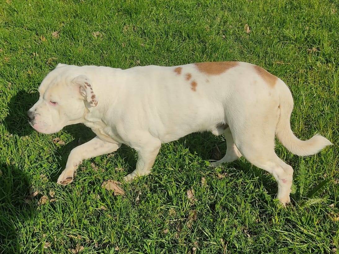 Vuoi adottare un cane a Napoli?
