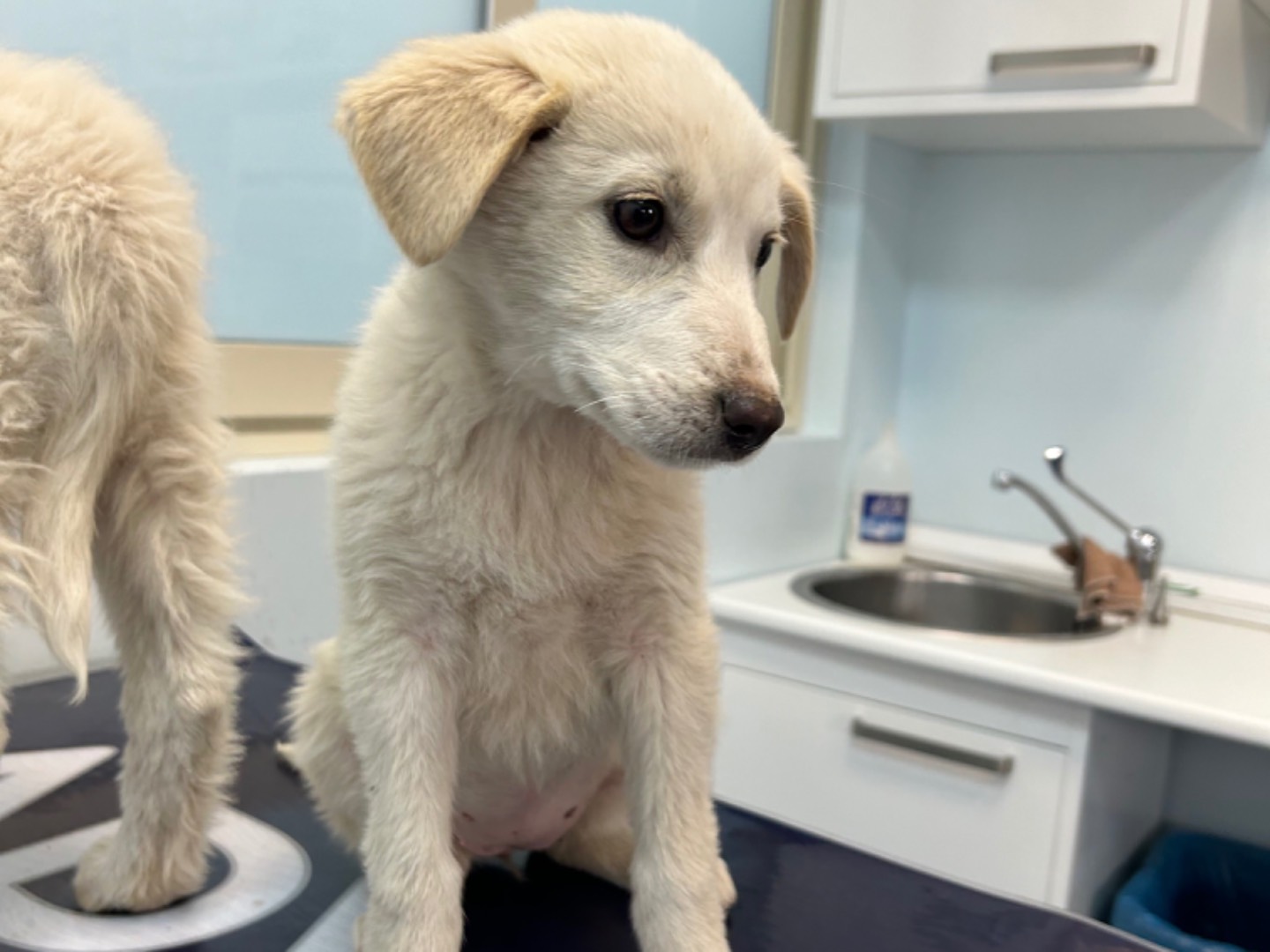 Adotta un cane, femmina, 2 anni, Catanzaro