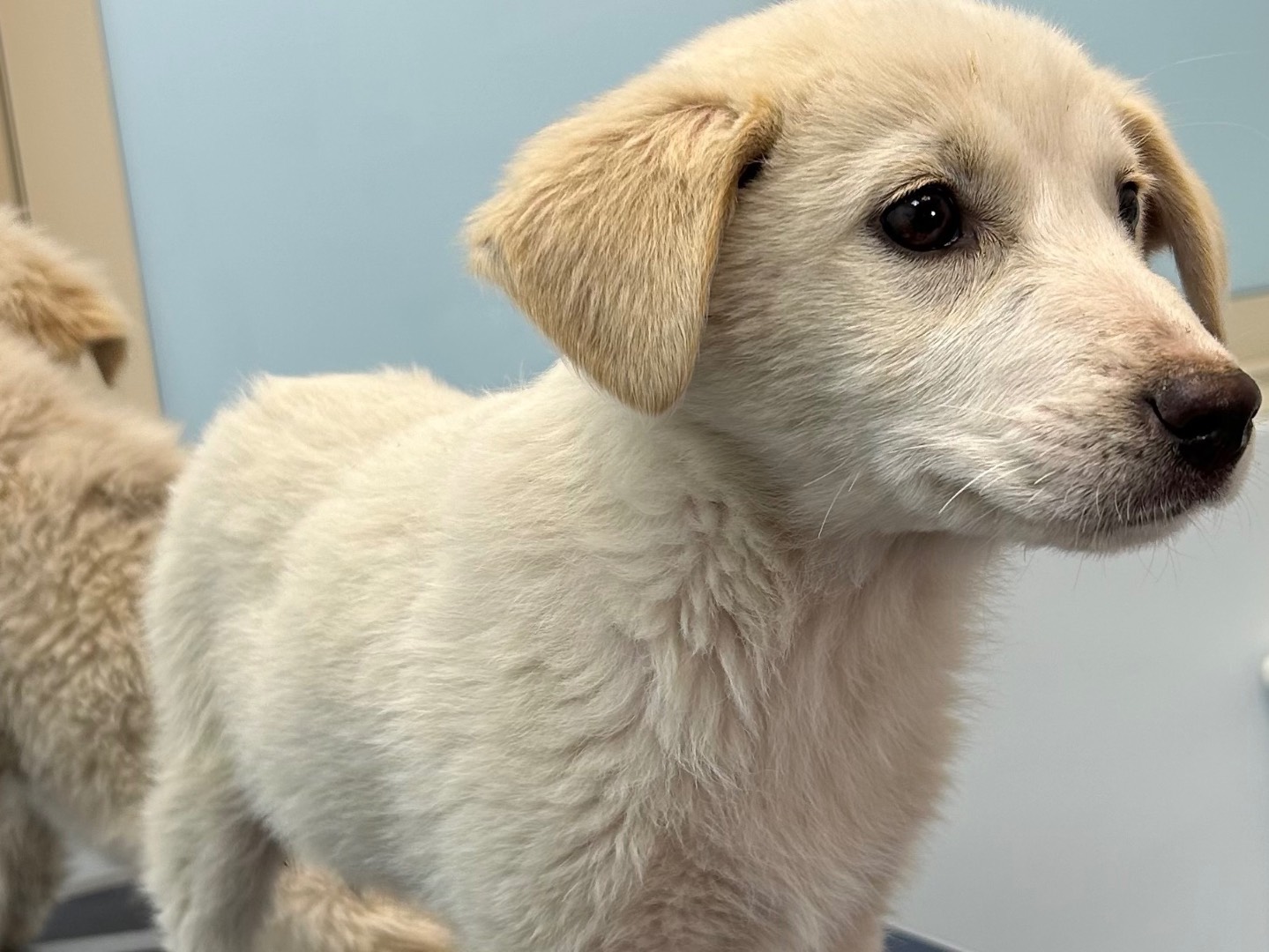 Adotta un cane, taglia media, femmina, Catanzaro