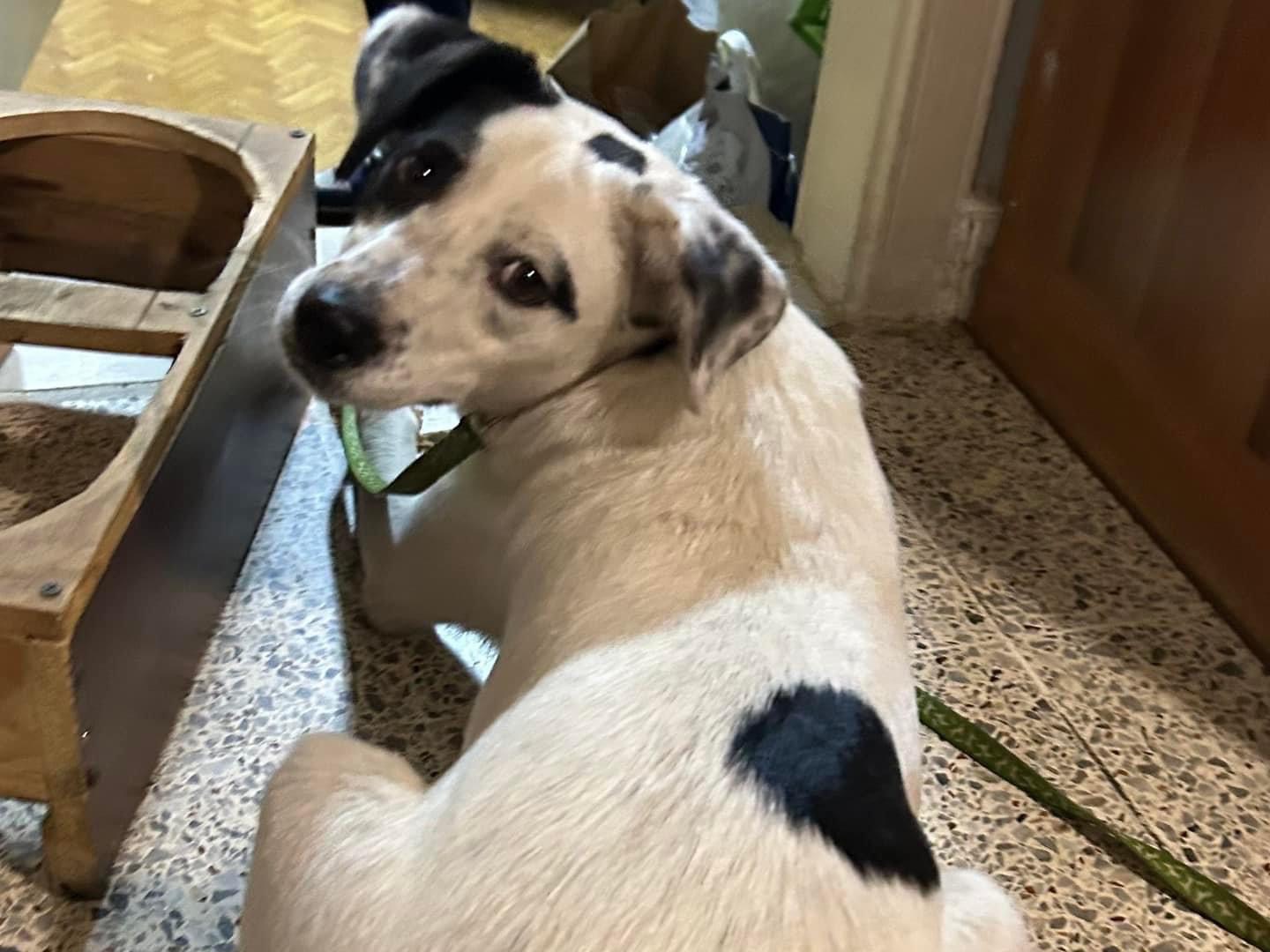 Adotta un cane, femmina, 2 anni  e 5 mesi , Catanzaro