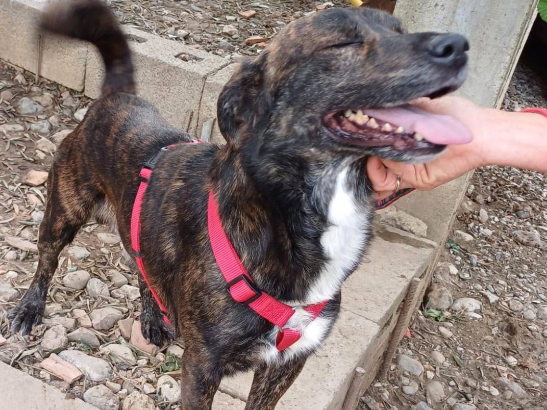 Adotta un cane, maschio, 7 anni  e 7 mesi , Salerno