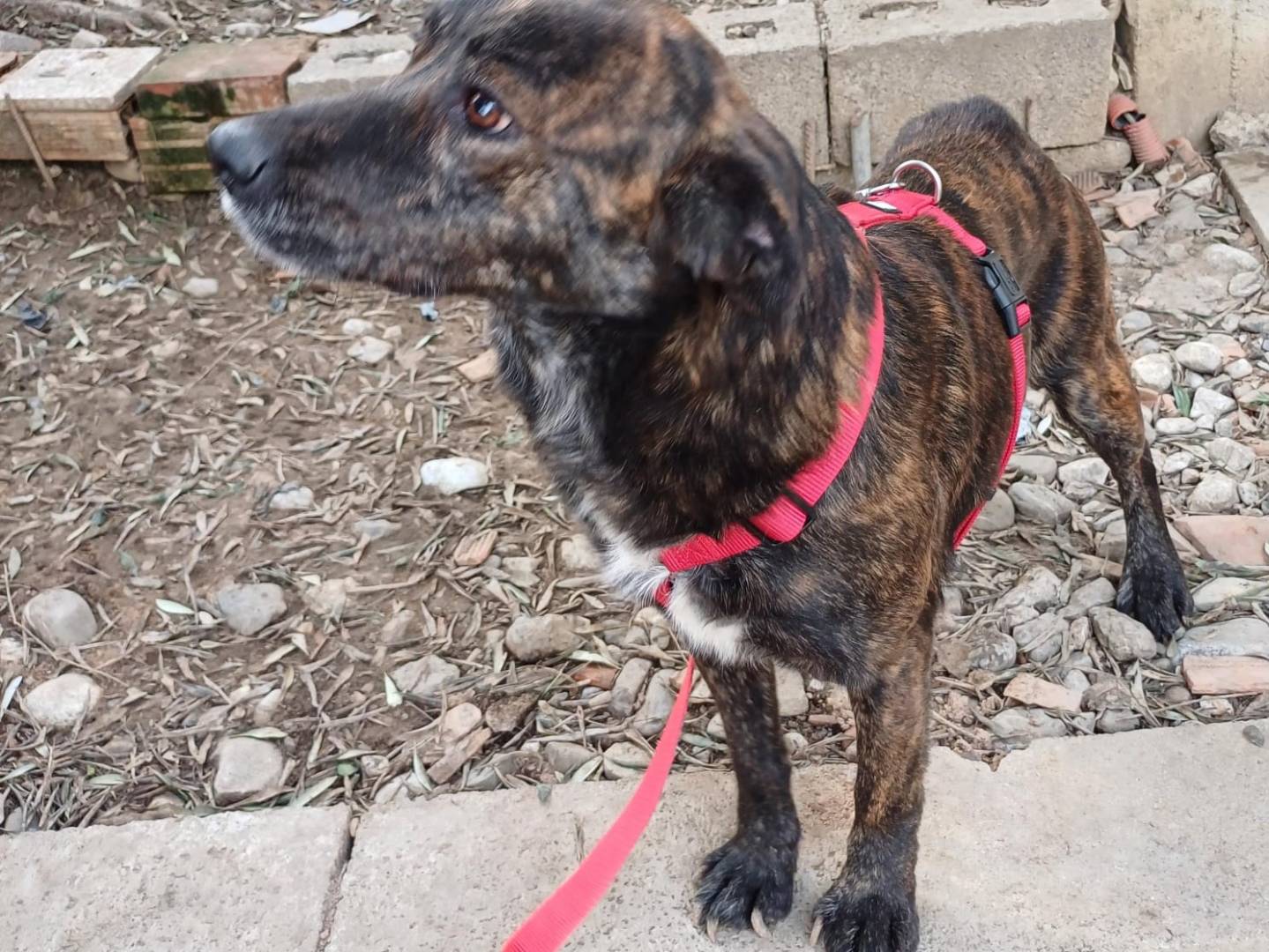 Adotta un cane, taglia media contenuta, maschio, Salerno