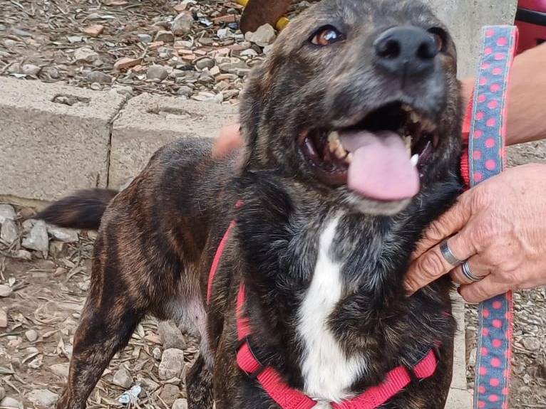 Vuoi adottare un cane a Salerno?