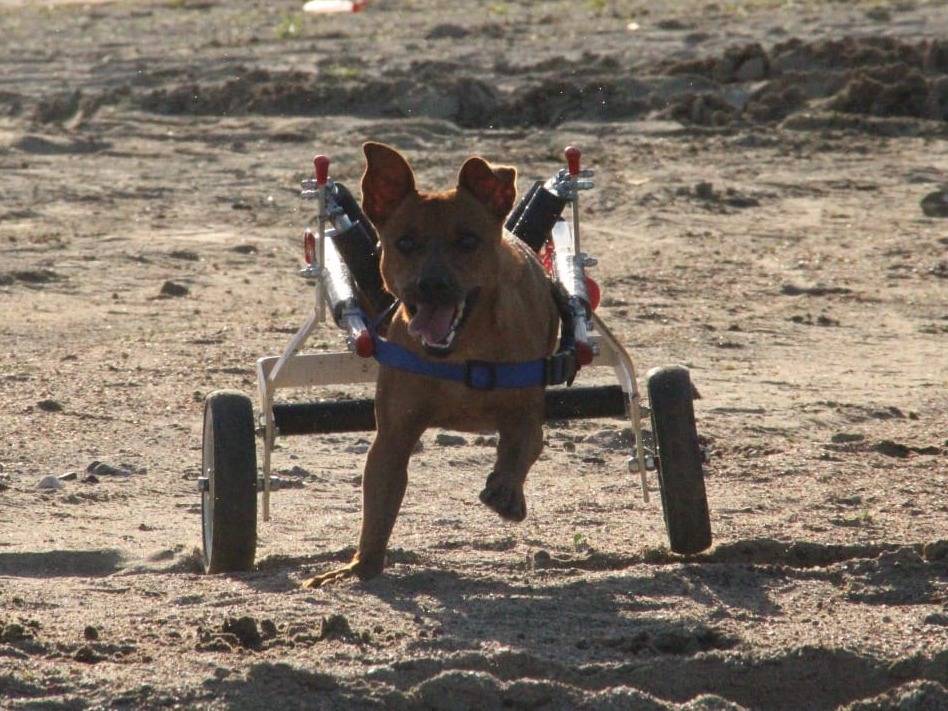 Adotta un cane, maschio, 4 anni , Sassari