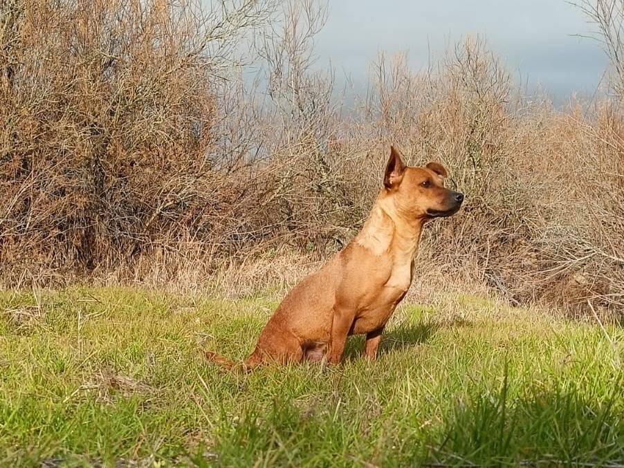 Vuoi adottare un cane a Sassari?