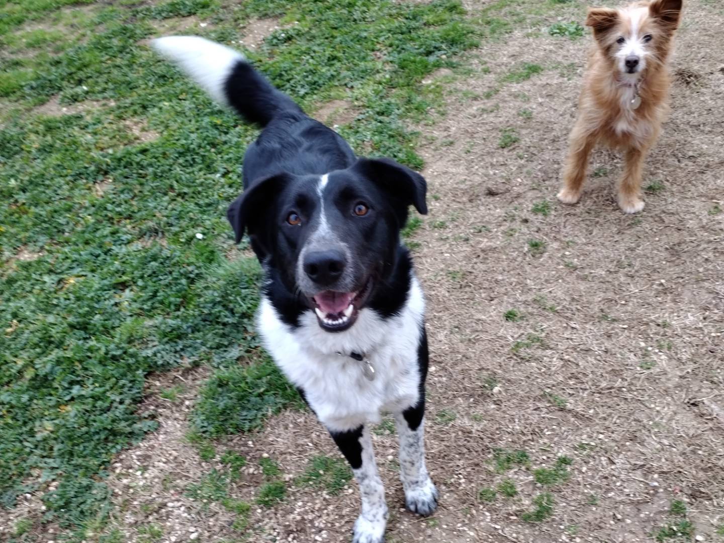 Adotta un cane, maschio, 3 anni  e 11 mesi , Viterbo