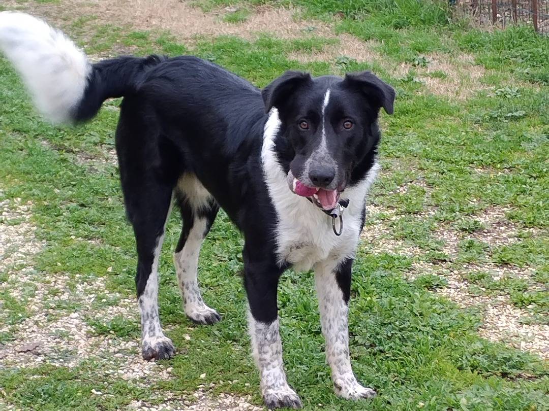 Adotta un cane, taglia gigante, maschio, Viterbo
