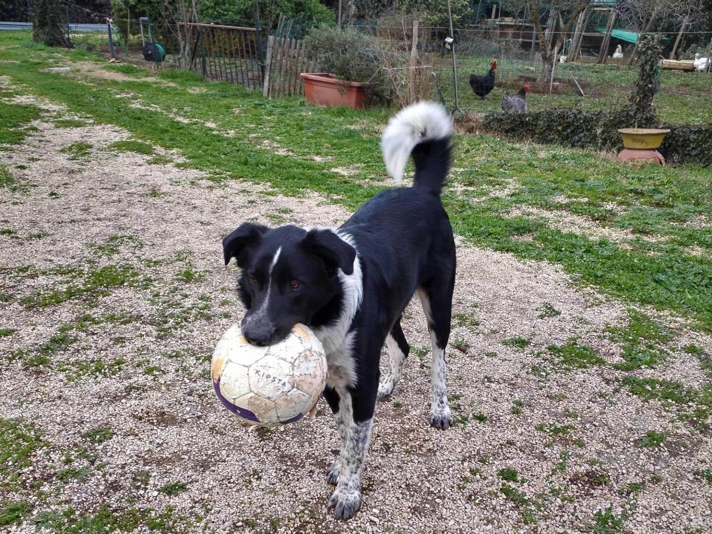 Vuoi adottare un cane a Viterbo?