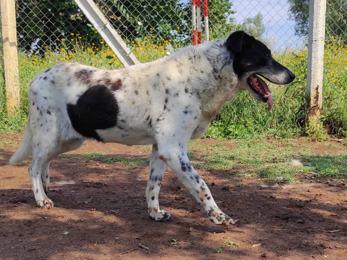 Adozione cane, femmina, meticcio, 17 anni, taglia media contenuta, Viterbo