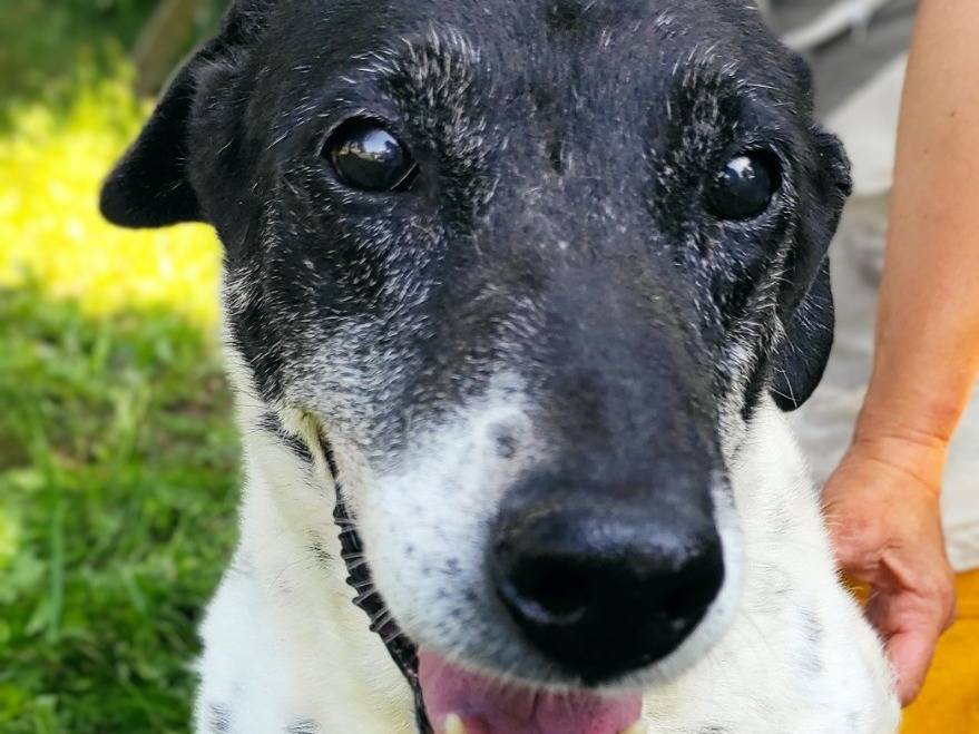 Adotta un cane, femmina, 17 anni, Viterbo