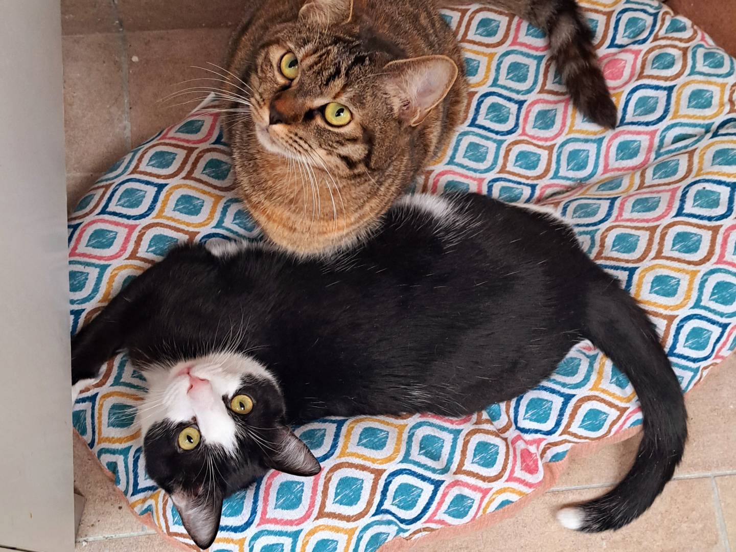 Foto dell'animale