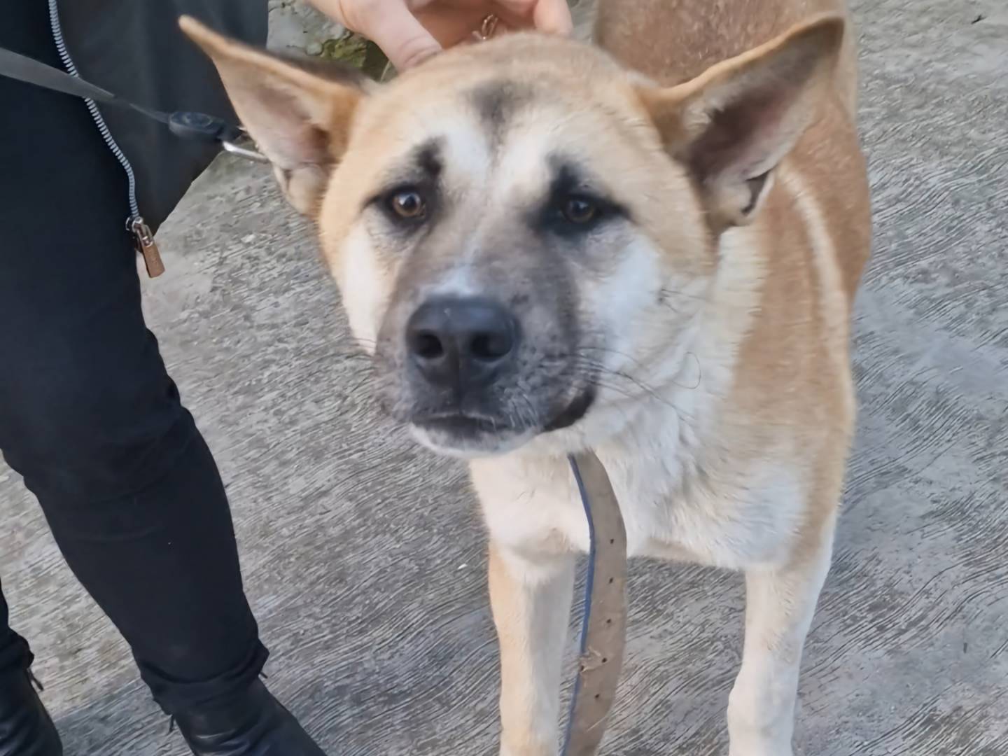 Adotta il cane AKI a Napoli