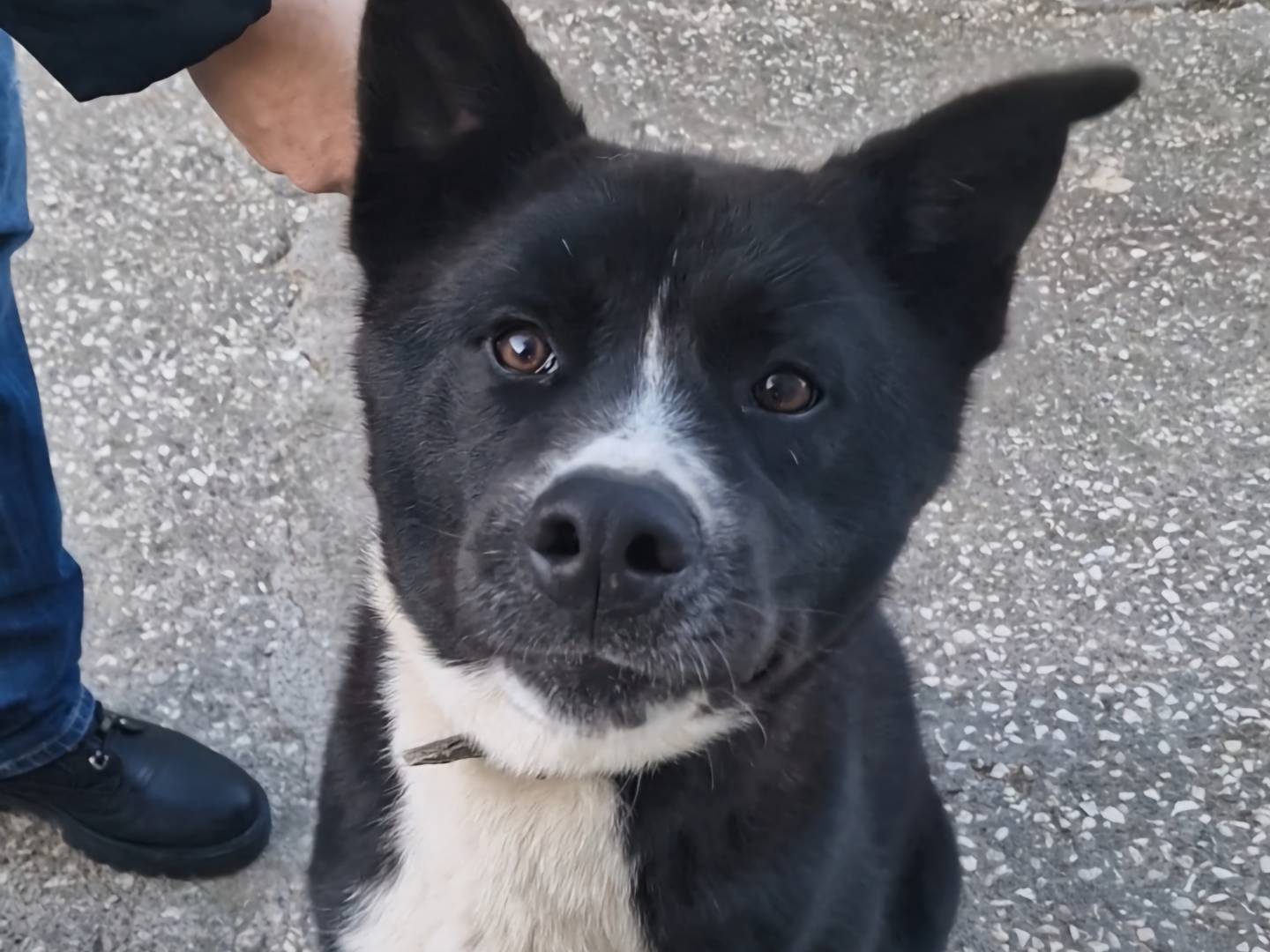 Adozione cane, maschio, Akita, 1 anno e 8 mesi , taglia media, Napoli