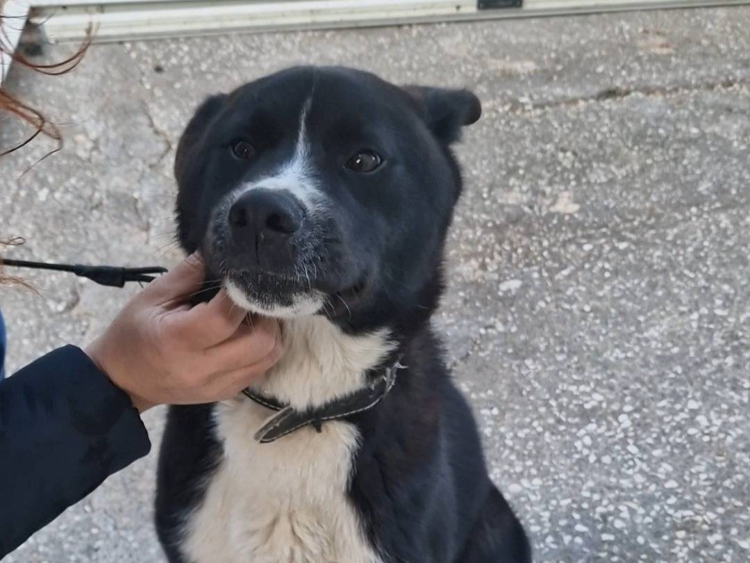 Adotta un cane, maschio, 1 anno e 8 mesi , Napoli