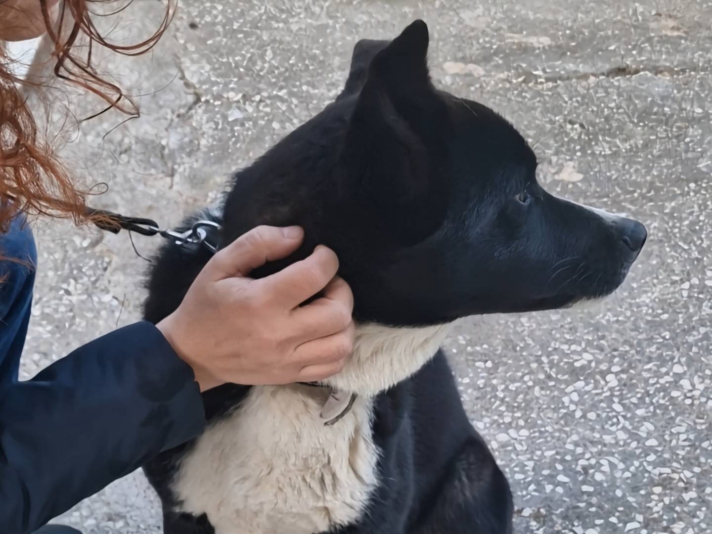 Adotta un cane, taglia media, maschio, Napoli
