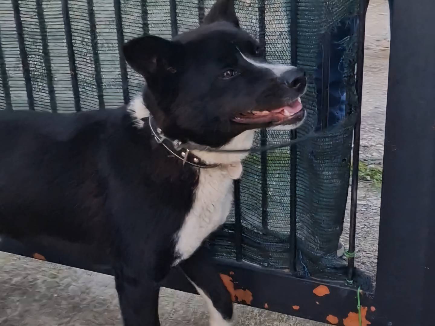 Vuoi adottare un cane a Napoli?