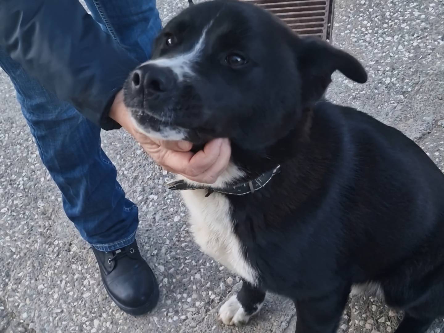 Adotta il cane YOSHI a Napoli
