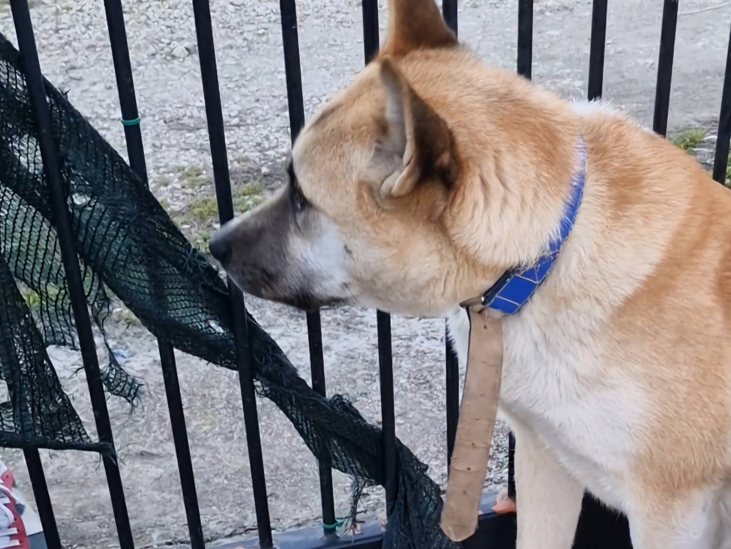 Adotta un cane, taglia media, maschio, Napoli