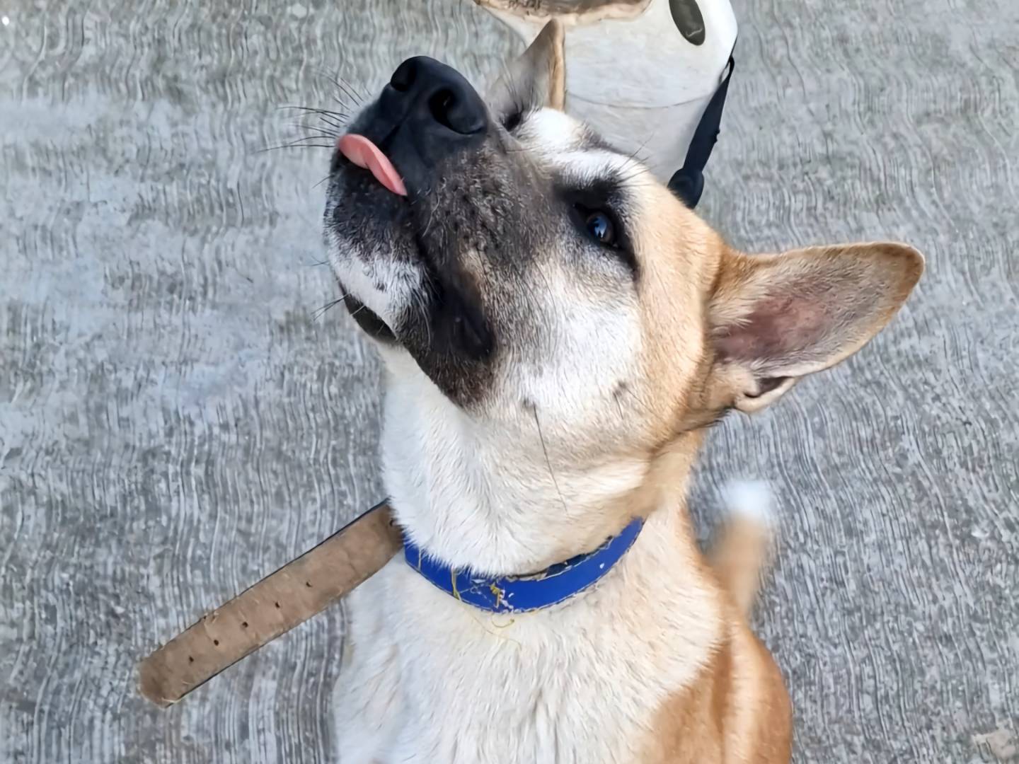 Adotta il cane RONIN a Napoli