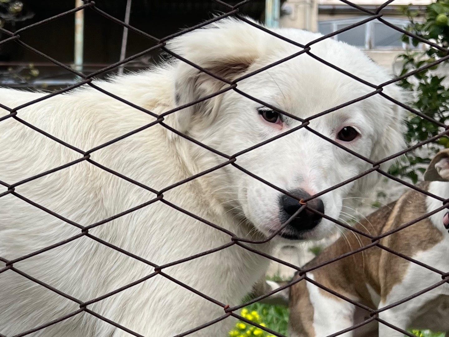 Adotta un cane, taglia media, femmina, Catanzaro