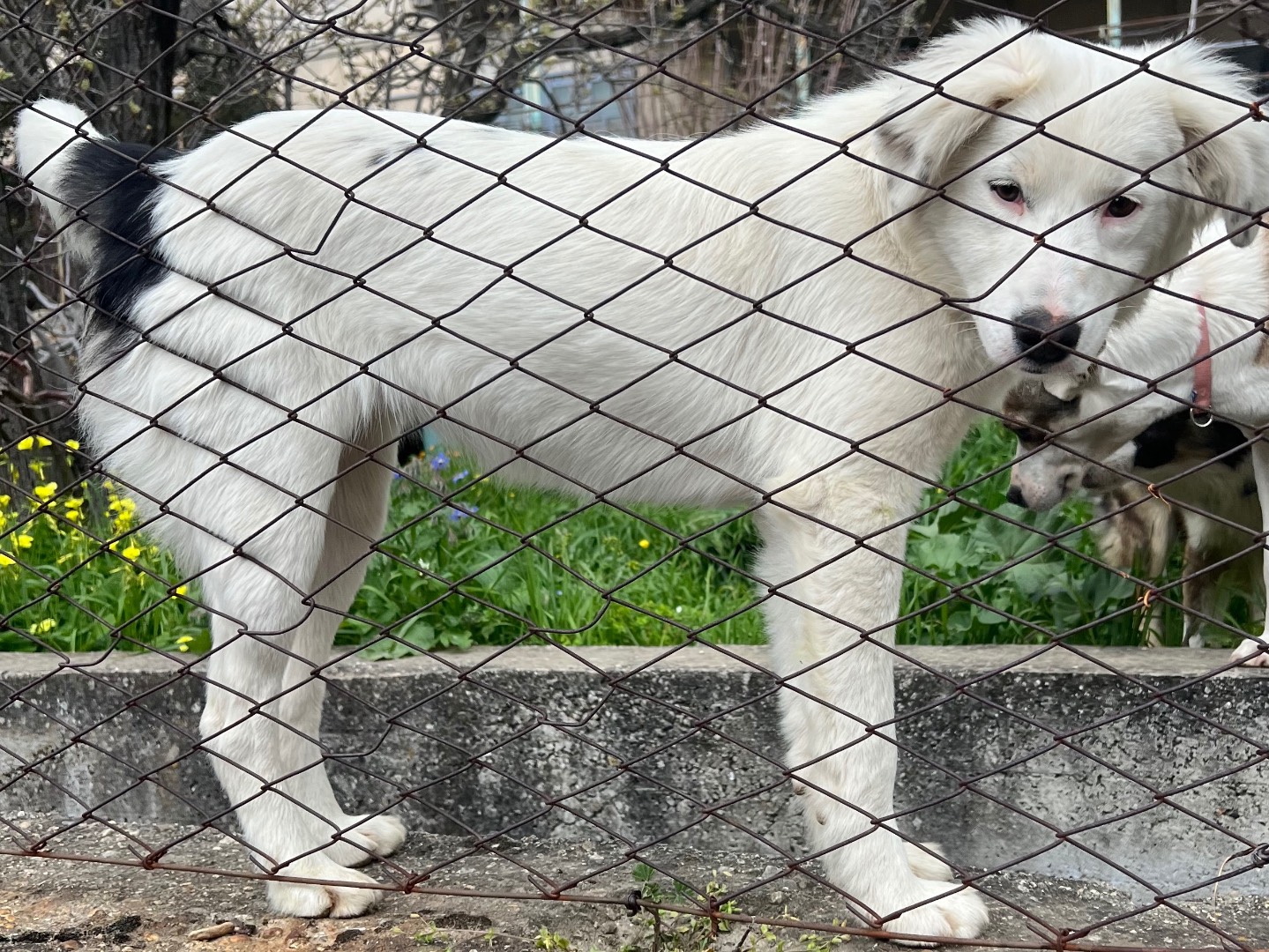 Adotta il cane Molly a Catanzaro