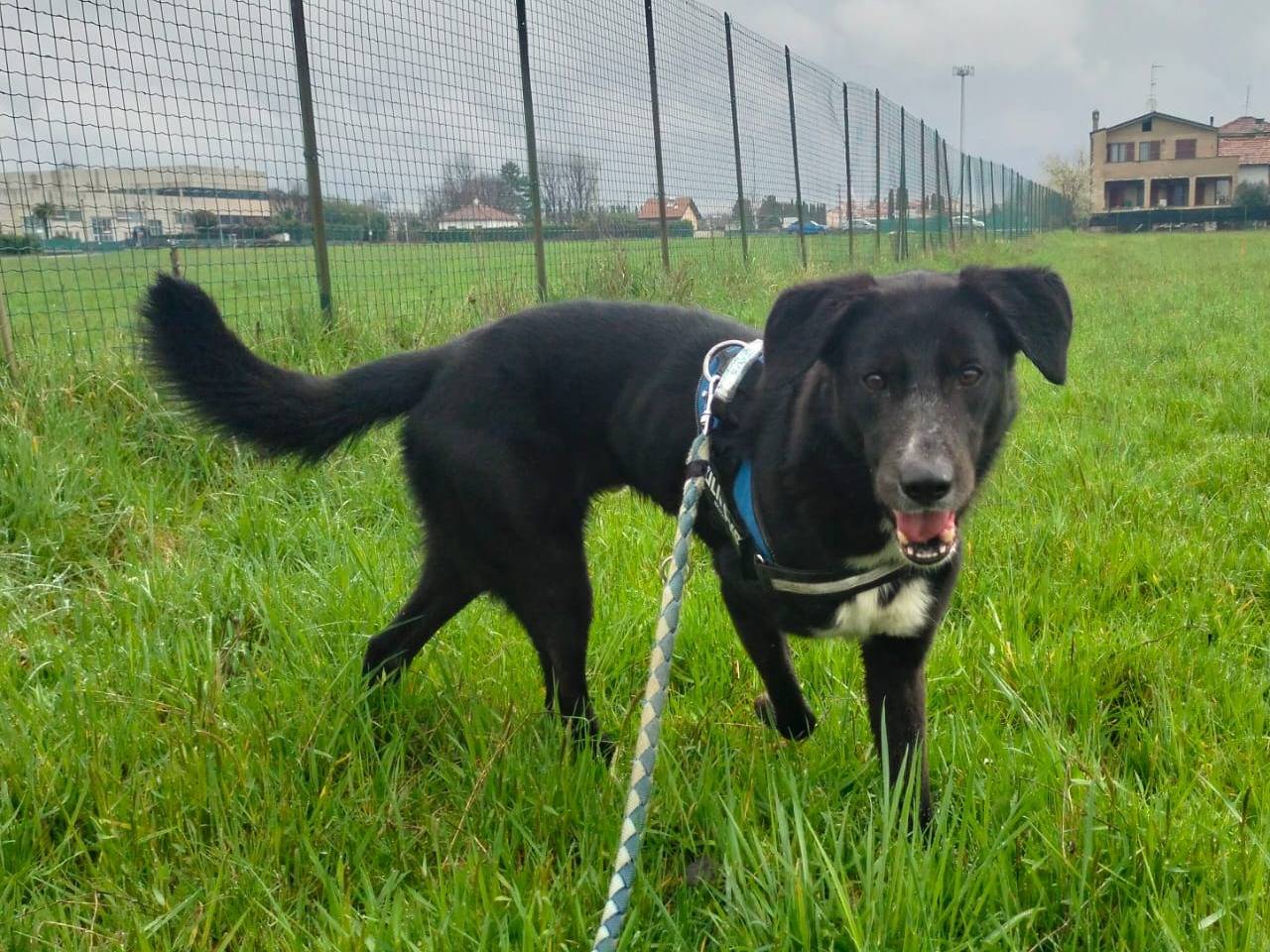 Adotta un cane, maschio, 7 anni  e 3 mesi , Monza