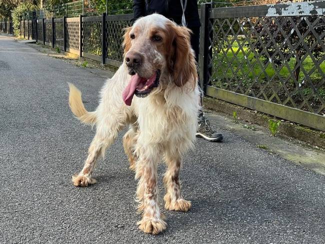 Adozione cane, maschio, Setter Inglese, 4 anni e 9 mesi, taglia media, Milano