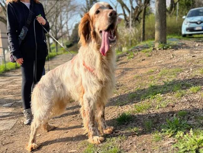 Adotta un cane, maschio, 4 anni e 9 mesi, Milano