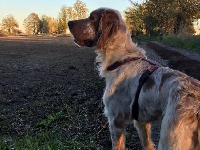 Adotta un cane, taglia media, maschio, Milano