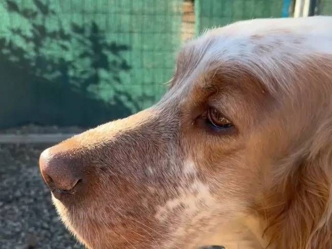 Vuoi adottare un cane a Milano?