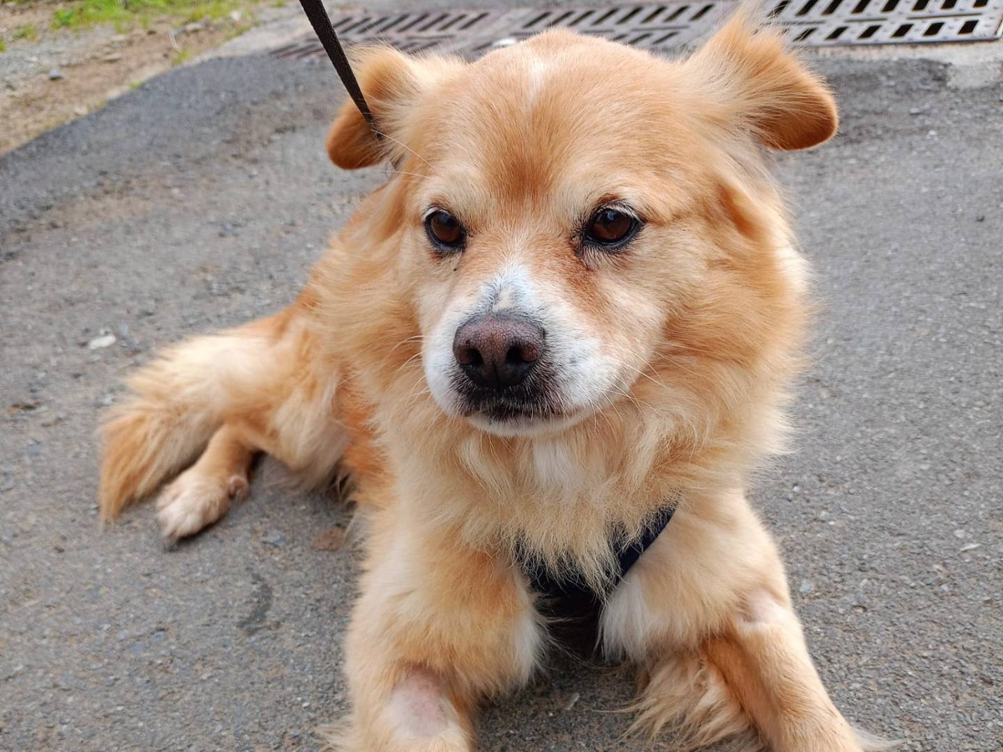 Adozione cane, maschio, meticcio, 7 anni e 10 mesi, taglia gigante, Cosenza