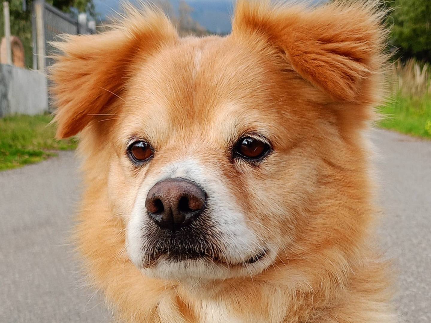 Adotta un cane, maschio, 7 anni e 10 mesi, Cosenza