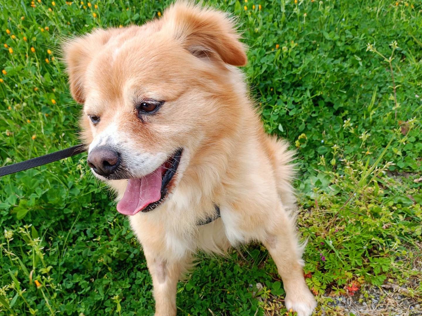 Adotta un cane, taglia gigante, maschio, Cosenza