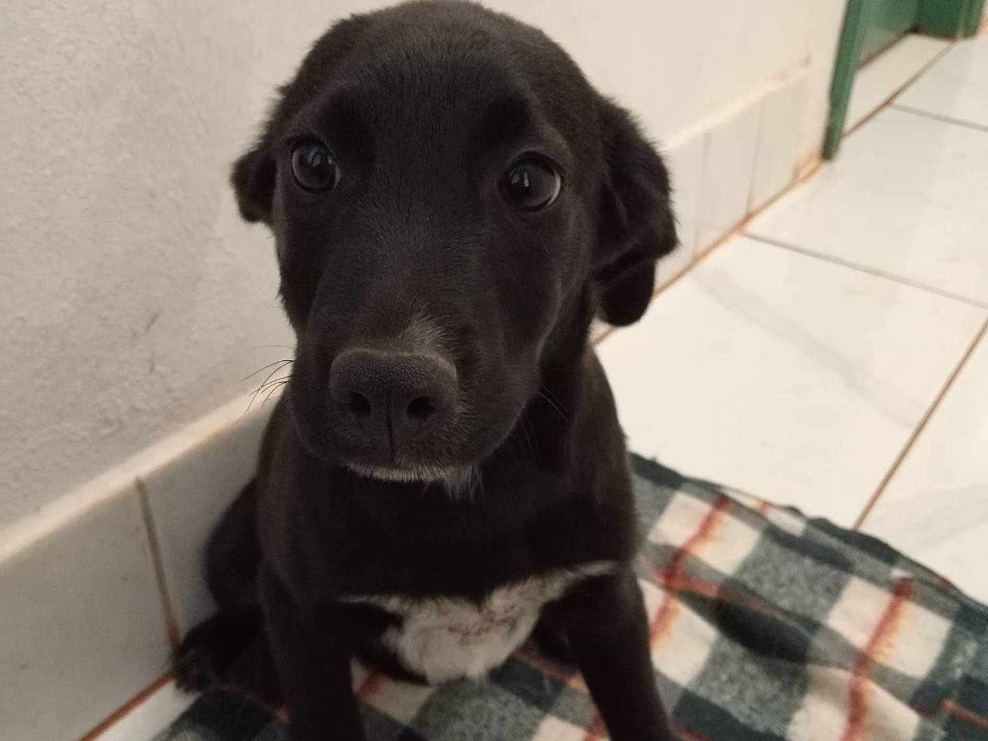 Adotta un cane, taglia media, maschio, Cosenza