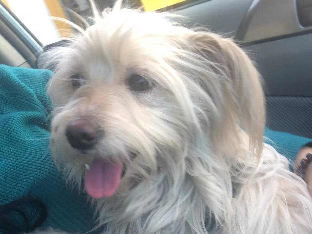 Adozione cane, femmina, Maltese, 2 anni e 11 mesi, taglia piccola, Milano