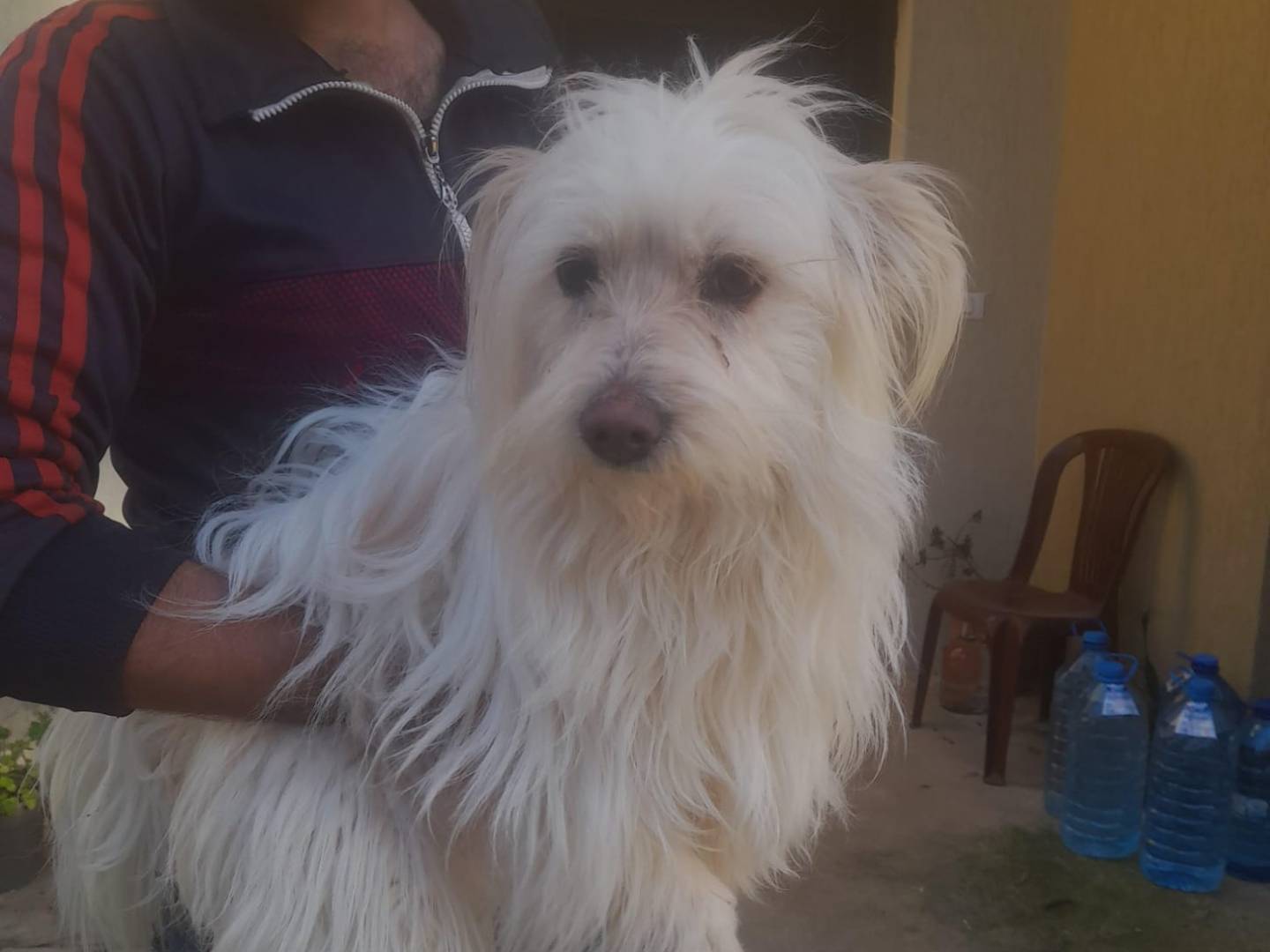 Adotta un cane, femmina, 2 anni e 11 mesi, Milano