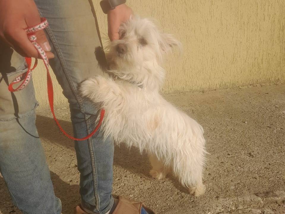 Adotta il cane BRIGITTE a Milano