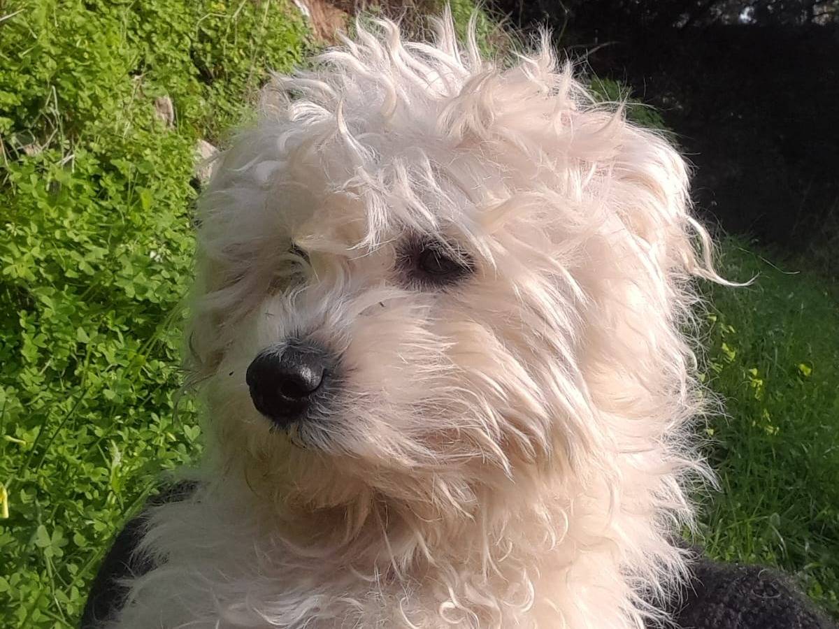 Adozione cane, femmina, Maltese, 5 anni e 7 mesi, taglia piccola, Milano