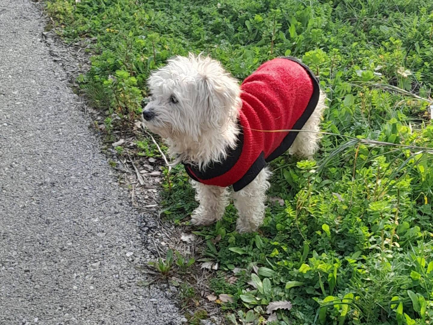 Adotta un cane, femmina, 5 anni e 7 mesi, Milano