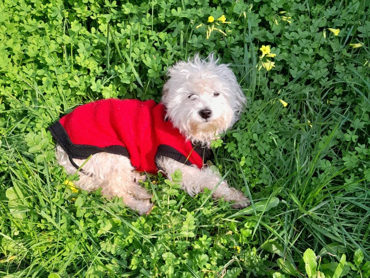 Adotta un cane, taglia piccola, femmina, Milano