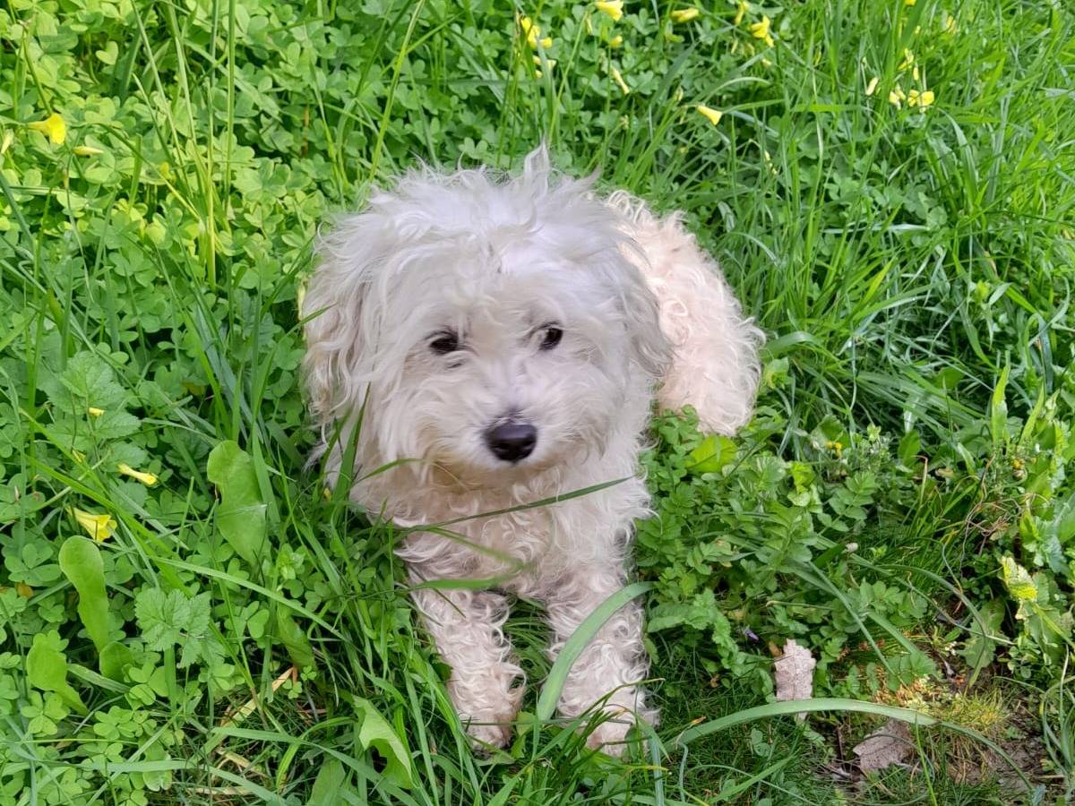 Vuoi adottare un cane a Milano?