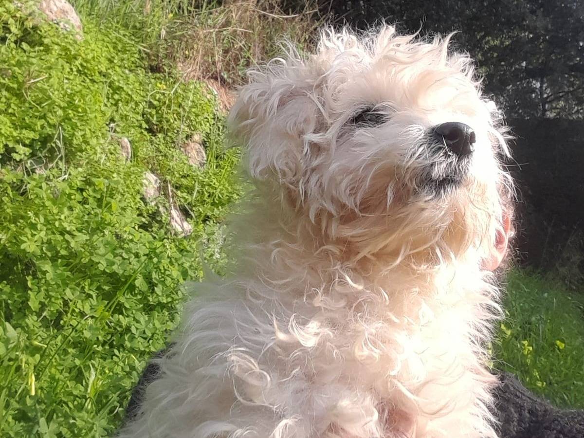 Adotta il cane PINA a Milano